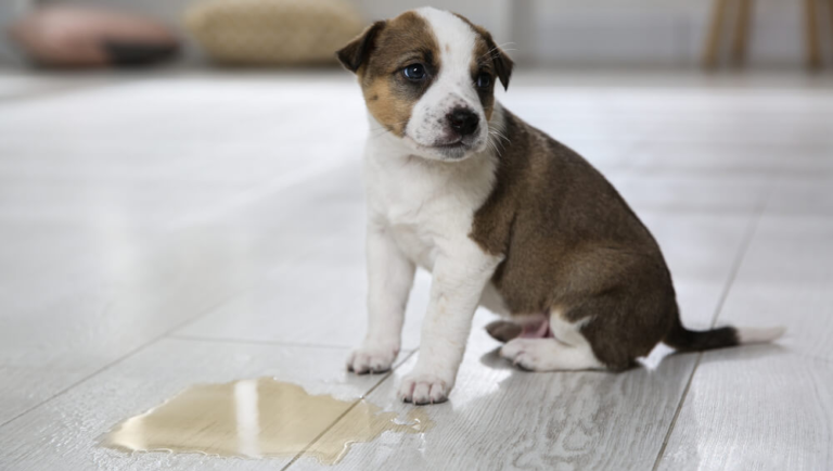 How To Remove Old Black Urine Stains From Hardwood Floors?