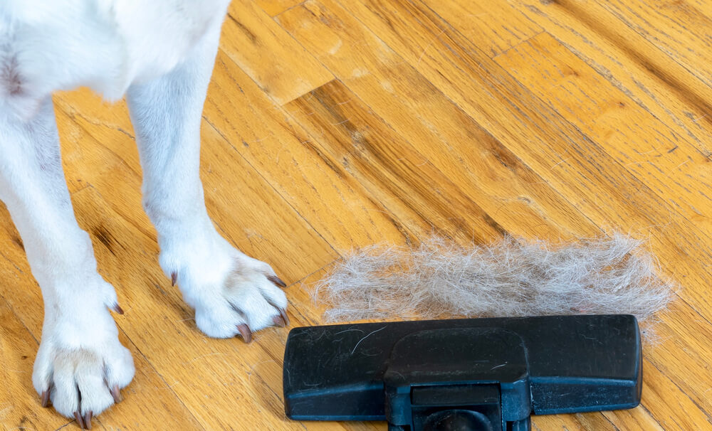 clean hardwood floors with dogs